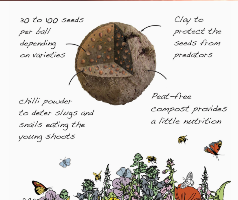 Seedball | Wildlife Mix Seed Grab Bag