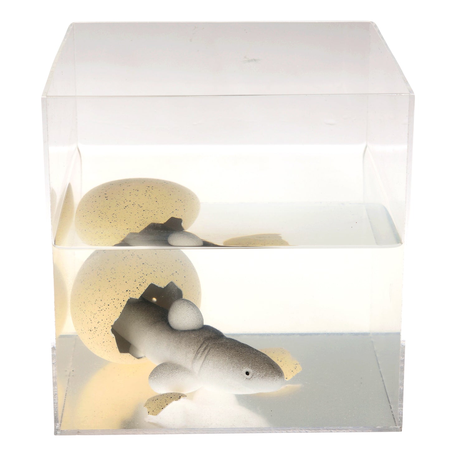 Grow Your Own Shark